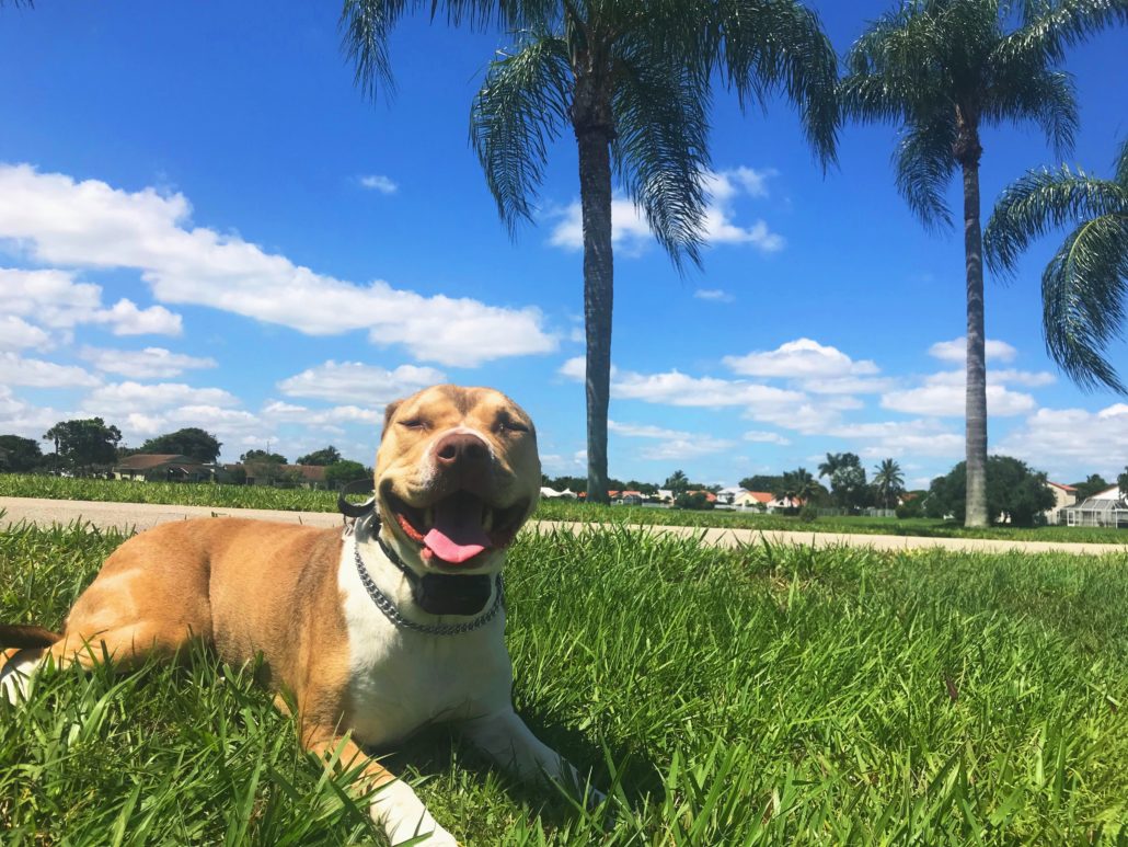  ORA Dog Training Obedience & Off Leash Training West Palm Beach