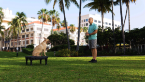 Focused trainer providing individual attention to a dog in South Florida.