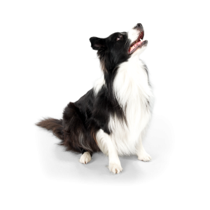 Majestic dog embodying the strength and grace nurtured through Ora Dog Training's comprehensive programs in South Florida.