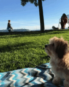 gif of a small puppy high-fiving their owner in south florida