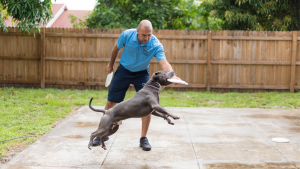Joyful dog during obedience training with Ora Dog Training in south florida