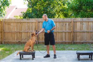 Dedicated trainer guiding a dog through confidence-building exercises in South Florida.