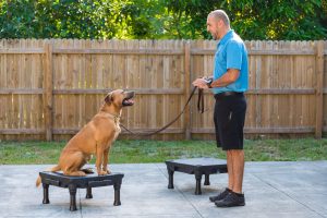 Dedicated trainer guiding a dog through confidence-building exercises in South Florida.