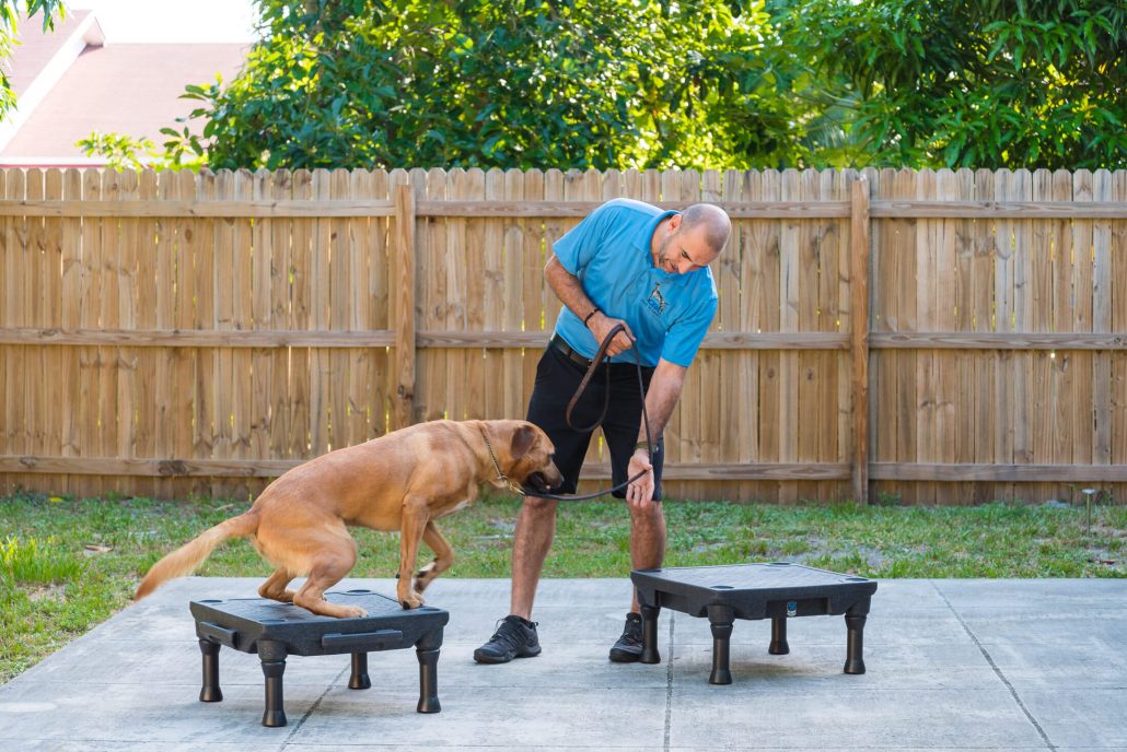 palmbeachdogtrainer23 ORA Dog Training Obedience & Off Leash