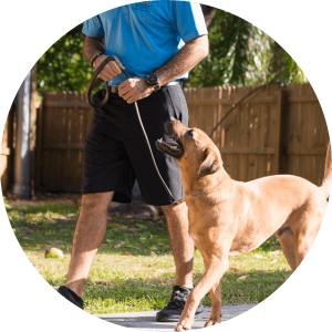 Training session with a joyful dog, showcasing the bond between dog and trainer in South Florida.